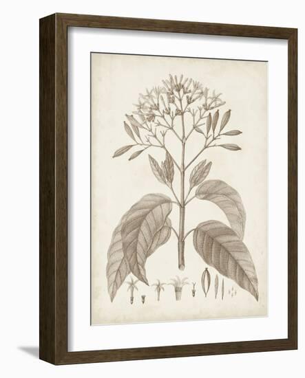 Antique Sepia Botanicals III-0 Unknown-Framed Art Print