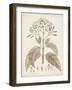 Antique Sepia Botanicals III-0 Unknown-Framed Art Print