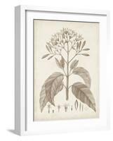 Antique Sepia Botanicals III-0 Unknown-Framed Art Print