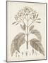 Antique Sepia Botanicals III-0 Unknown-Mounted Art Print