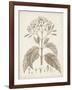 Antique Sepia Botanicals III-0 Unknown-Framed Art Print