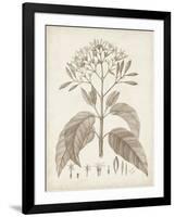 Antique Sepia Botanicals III-0 Unknown-Framed Art Print