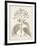 Antique Sepia Botanicals III-0 Unknown-Framed Art Print