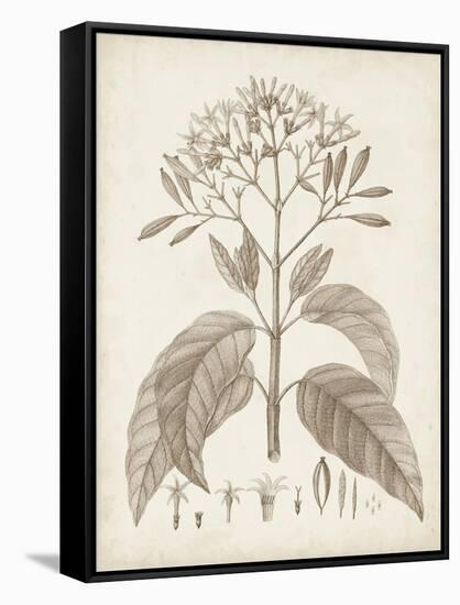 Antique Sepia Botanicals III-0 Unknown-Framed Stretched Canvas