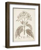 Antique Sepia Botanicals III-0 Unknown-Framed Art Print