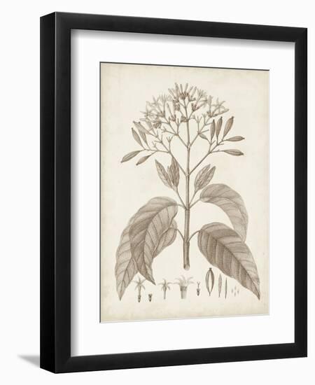 Antique Sepia Botanicals III-0 Unknown-Framed Art Print