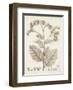 Antique Sepia Botanicals IV-0 Unknown-Framed Art Print