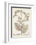 Antique Sepia Botanicals IV-0 Unknown-Framed Art Print