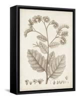 Antique Sepia Botanicals IV-0 Unknown-Framed Stretched Canvas
