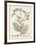 Antique Sepia Botanicals IV-0 Unknown-Framed Art Print