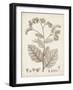 Antique Sepia Botanicals IV-0 Unknown-Framed Art Print