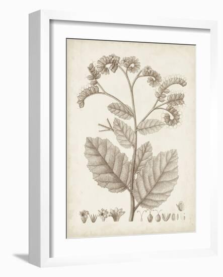 Antique Sepia Botanicals IV-0 Unknown-Framed Art Print