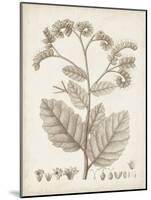 Antique Sepia Botanicals IV-0 Unknown-Mounted Art Print