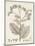 Antique Sepia Botanicals IV-0 Unknown-Mounted Art Print
