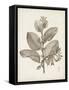 Antique Sepia Botanicals V-0 Unknown-Framed Stretched Canvas