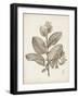 Antique Sepia Botanicals V-0 Unknown-Framed Art Print