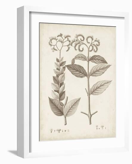 Antique Sepia Botanicals VI-0 Unknown-Framed Art Print