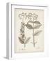 Antique Sepia Botanicals VI-0 Unknown-Framed Art Print