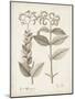 Antique Sepia Botanicals VI-0 Unknown-Mounted Art Print