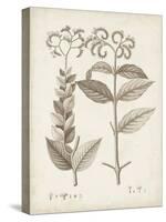 Antique Sepia Botanicals VI-0 Unknown-Stretched Canvas