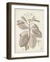 Antique Sepia Botanicals VIII-0 Unknown-Framed Art Print