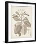 Antique Sepia Botanicals VIII-0 Unknown-Framed Art Print