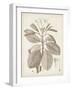 Antique Sepia Botanicals VIII-0 Unknown-Framed Art Print