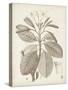 Antique Sepia Botanicals VIII-0 Unknown-Stretched Canvas