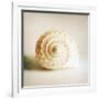 Antique Shell 01-Tom Quartermaine-Framed Giclee Print