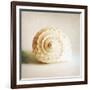 Antique Shell 01-Tom Quartermaine-Framed Giclee Print