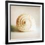 Antique Shell 01-Tom Quartermaine-Framed Giclee Print