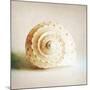 Antique Shell 01-Tom Quartermaine-Mounted Giclee Print