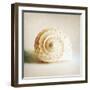 Antique Shell 01-Tom Quartermaine-Framed Giclee Print