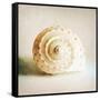 Antique Shell 01-Tom Quartermaine-Framed Stretched Canvas