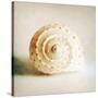 Antique Shell 01-Tom Quartermaine-Stretched Canvas