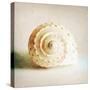 Antique Shell 01-Tom Quartermaine-Stretched Canvas