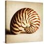 Antique Shell 03-Tom Quartermaine-Stretched Canvas