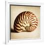 Antique Shell 03-Tom Quartermaine-Framed Giclee Print