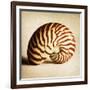 Antique Shell 03-Tom Quartermaine-Framed Giclee Print