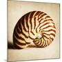 Antique Shell 03-Tom Quartermaine-Mounted Giclee Print