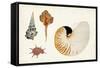 Antique Shell Anthology I-Vision Studio-Framed Stretched Canvas