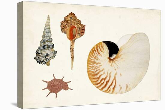 Antique Shell Anthology I-Vision Studio-Stretched Canvas