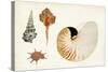 Antique Shell Anthology I-Vision Studio-Stretched Canvas