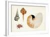 Antique Shell Anthology I-Vision Studio-Framed Art Print