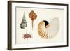 Antique Shell Anthology I-Vision Studio-Framed Art Print