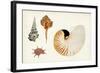 Antique Shell Anthology I-Vision Studio-Framed Art Print