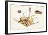 Antique Shell Anthology II-Vision Studio-Framed Art Print