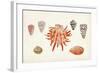 Antique Shell Anthology IV-Vision Studio-Framed Art Print