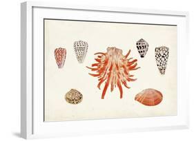 Antique Shell Anthology IV-Vision Studio-Framed Art Print