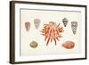 Antique Shell Anthology IV-Vision Studio-Framed Art Print